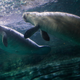 Rescued Florida manatees swim in their enclosure at the Cincinnati Zoo and Botanical Gardens.
